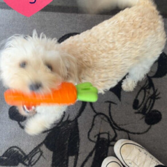 Cavapoo - Bitches