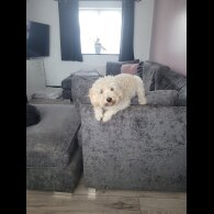 Cavapoo - Bitches