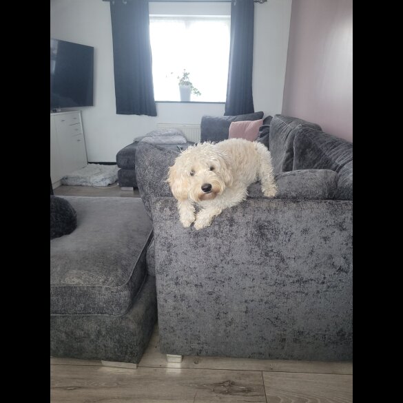 Cavapoo - Bitches