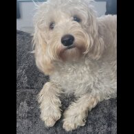 Cavapoo - Bitches