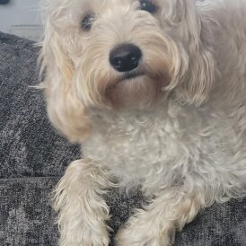 Cavapoo - Bitches