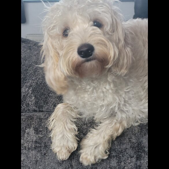 Cavapoo - Bitches