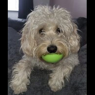 Cavapoo - Bitches