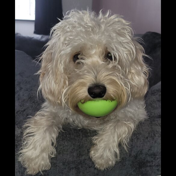 Cavapoo - Bitches