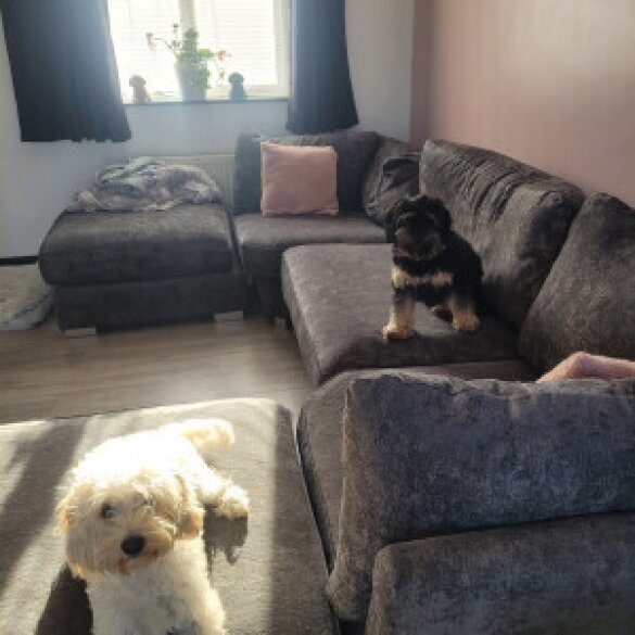 Cavapoo - Bitches