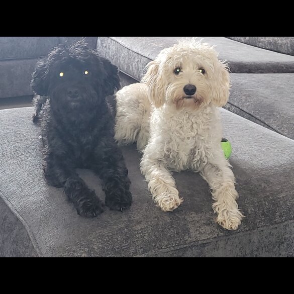 Cavapoo - Bitches
