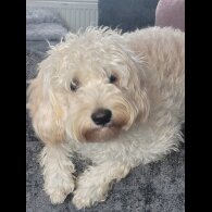 Cavapoo - Bitches