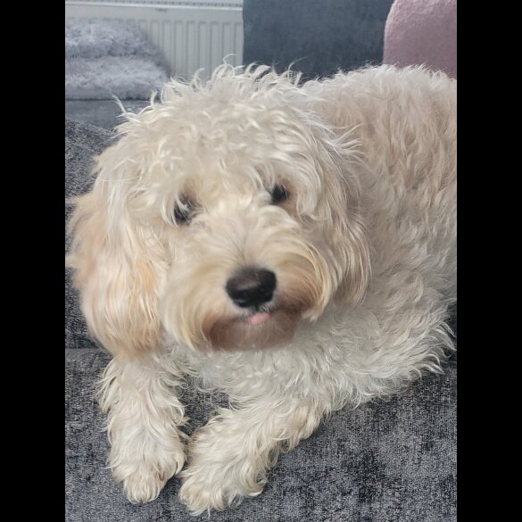 Cavapoo - Bitches