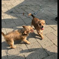 Chorkie - Dogs