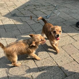 Chorkie - Dogs