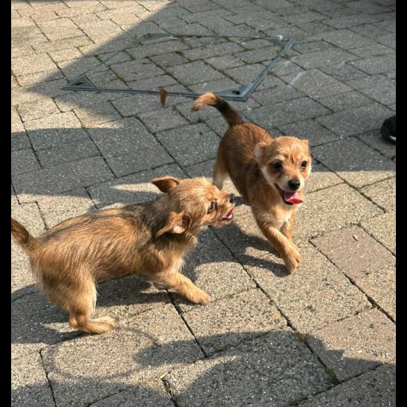 Chorkie - Dogs