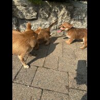 Chorkie - Dogs