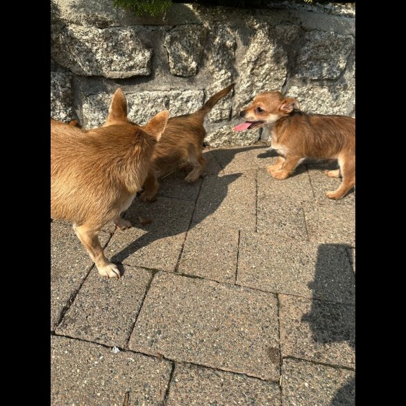 Chorkie - Dogs