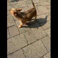 Chorkie - Dogs