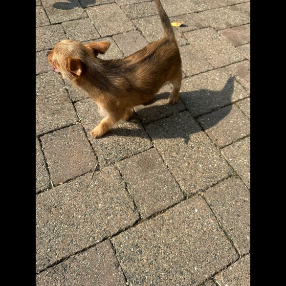 Chorkie - Dogs