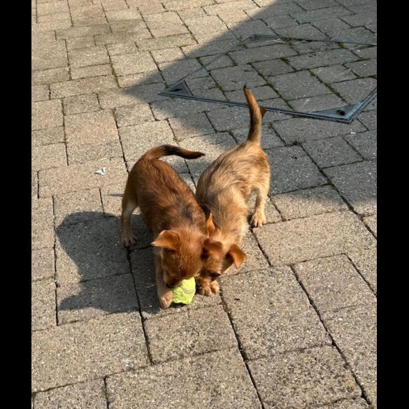 Chorkie - Dogs