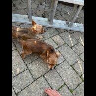 Chorkie - Dogs