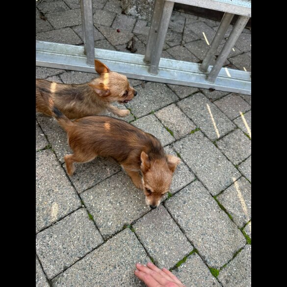 Chorkie - Dogs