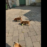 Chorkie - Dogs