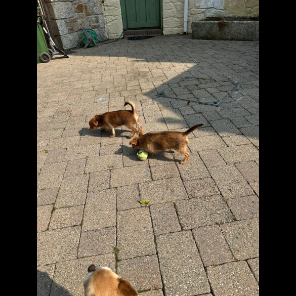 Chorkie - Dogs