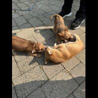 Chorkie - Dogs