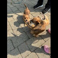 Chorkie - Dogs