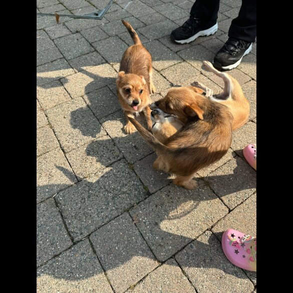 Chorkie - Dogs