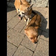 Chorkie - Dogs
