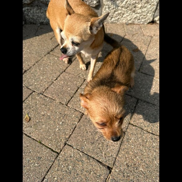 Chorkie - Dogs