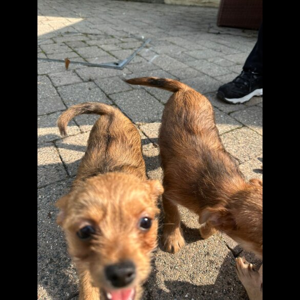 Chorkie - Dogs