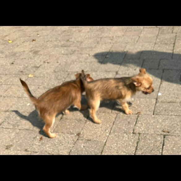 Chorkie - Dogs