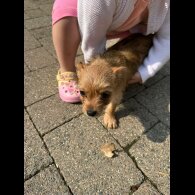 Chorkie - Dogs