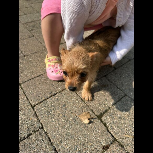Chorkie - Dogs