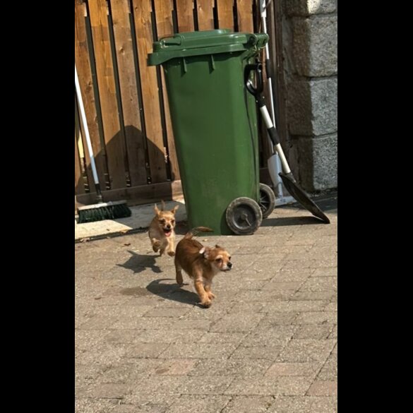 Chorkie - Dogs