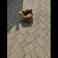 Chorkie - Dogs