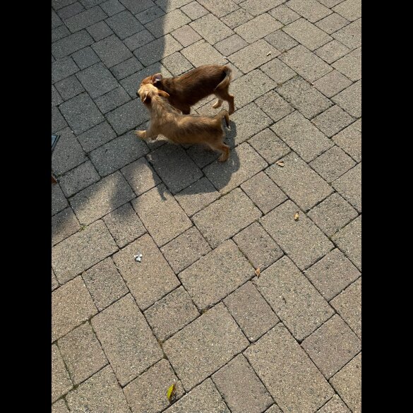 Chorkie - Dogs