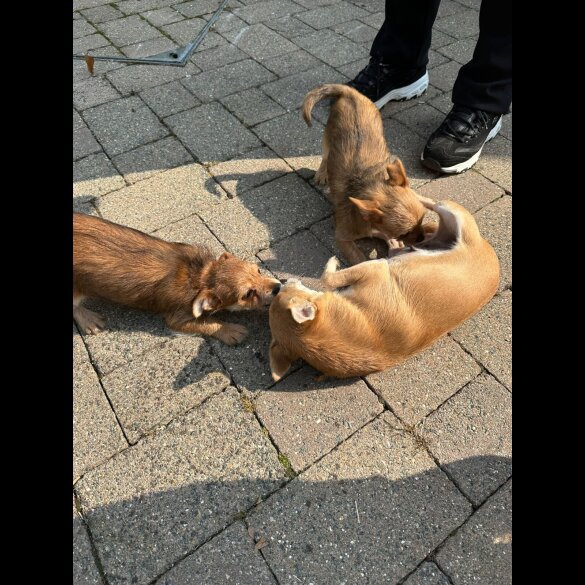 Chorkie - Dogs