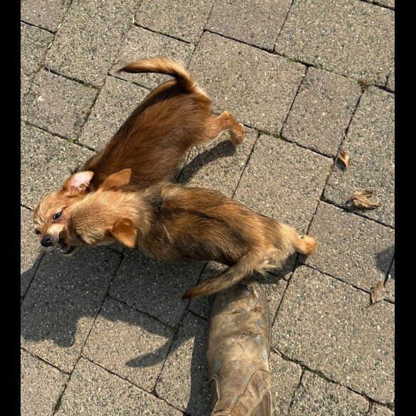Chorkie - Dogs