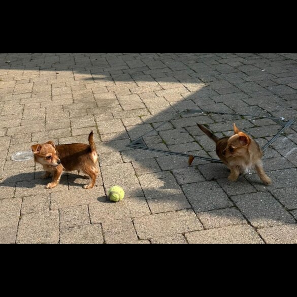 Chorkie - Dogs