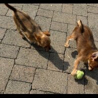 Chorkie - Dogs