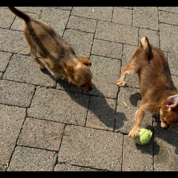 Chorkie - Dogs