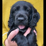 Cocker Spaniel (Working &amp; Show) - Both