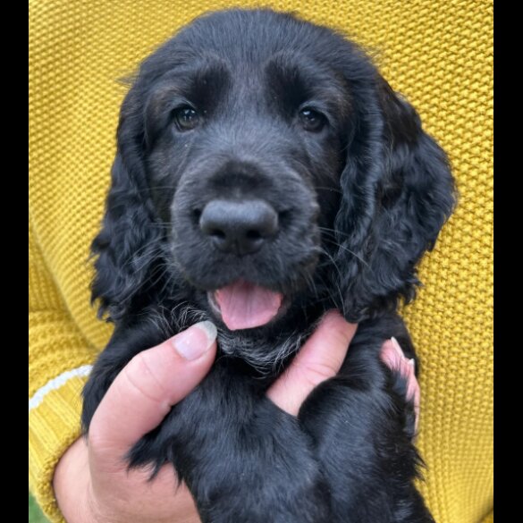 Cocker Spaniel (Working &amp; Show) - Both