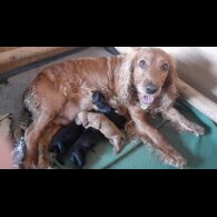Cocker Spaniel (Working &amp; Show) - Both