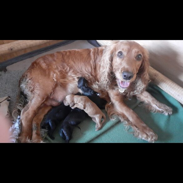 Cocker Spaniel (Working &amp; Show) - Both