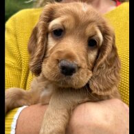Cocker Spaniel (Working &amp; Show) - Both