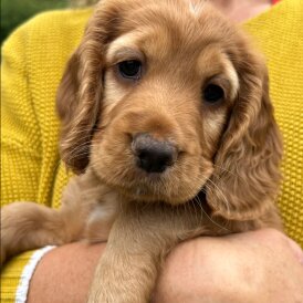 Cocker Spaniel (Working &amp; Show) - Both