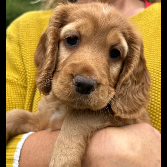 Cocker Spaniel (Working &amp; Show) - Both