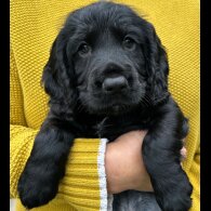 Cocker Spaniel (Working &amp; Show) - Both