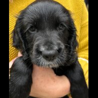 Cocker Spaniel (Working &amp; Show) - Both